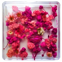 FLORI NATURALE USCATE - ROZ si FUCHSIA